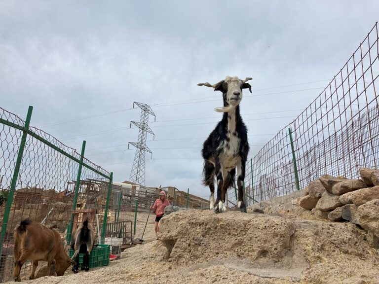 Ako prebehol môj týždeň dobrovoľníčky na Tenerife Horse Rescue