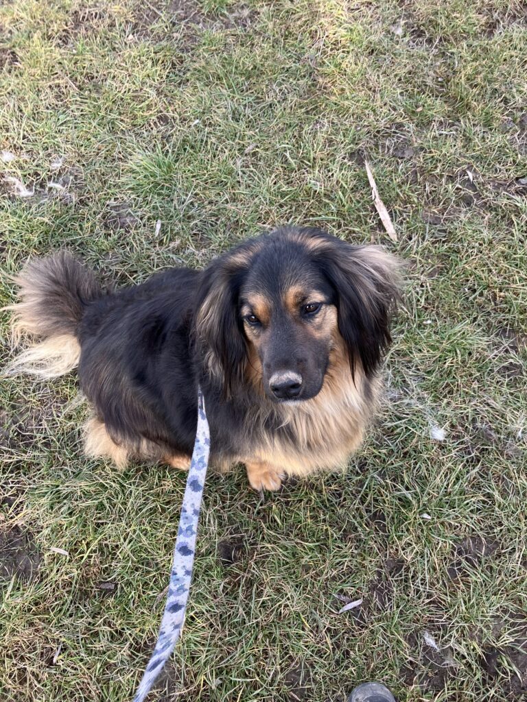 Dog Chilli - UVP.sk dog shelter