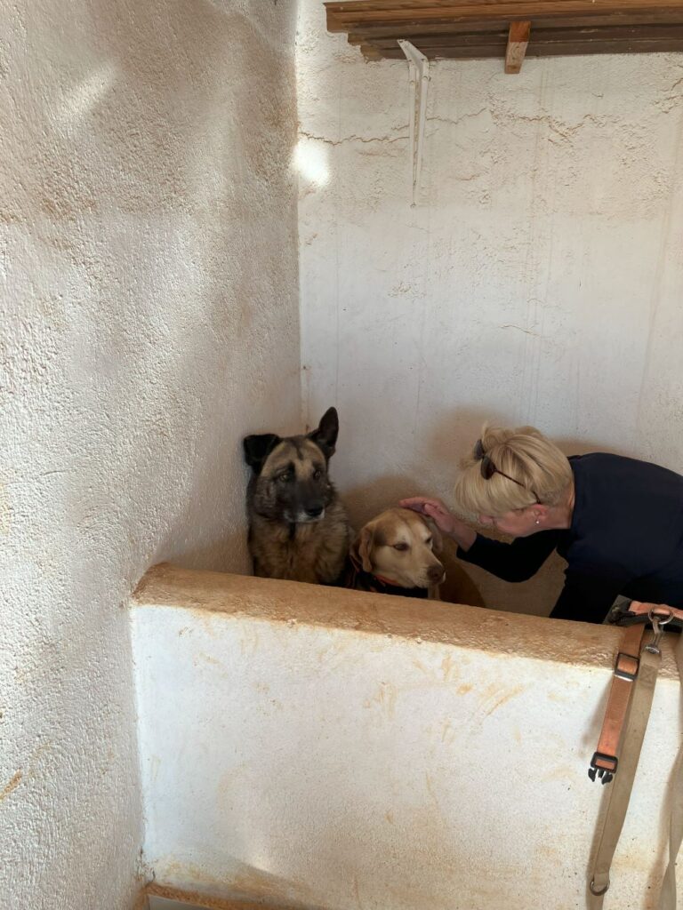 Ferran - Dog Aprop