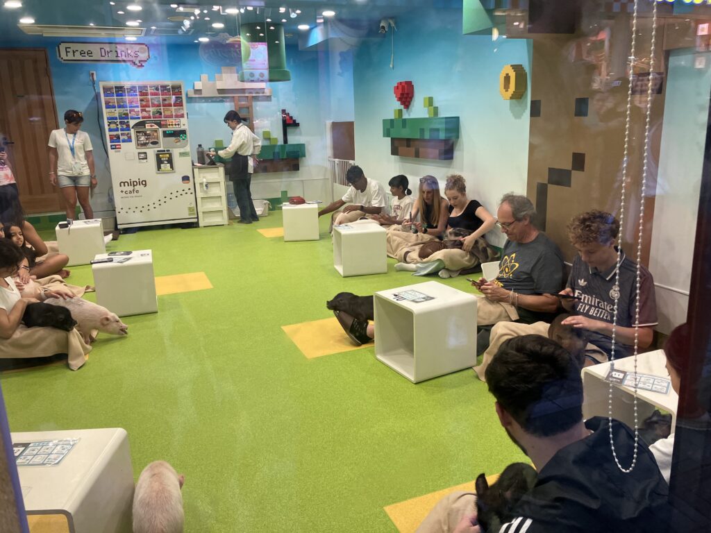 Takeshita street Tokyo, micro pig house