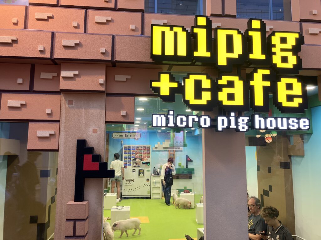 Takeshita street Tokyo, micro pig house, Japan