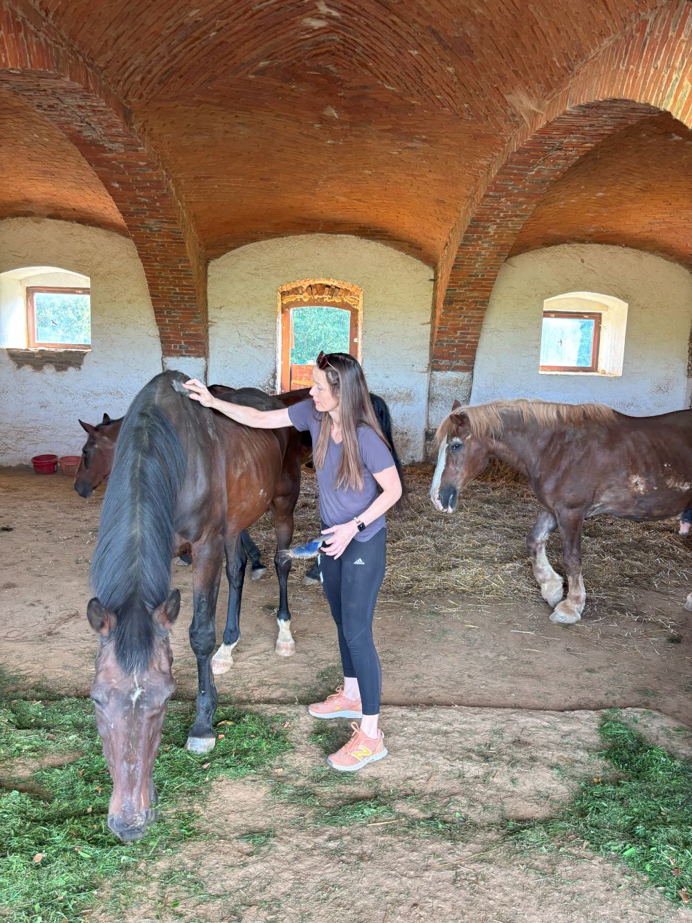 Domov pro kone horse shelter in Czech republic