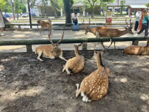Nara park - deer sika