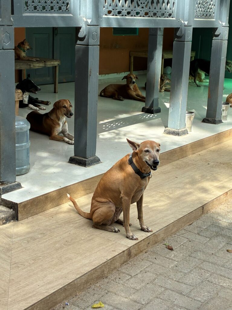 Animal Wellness Trust Sri Lanka: A Sanctuary Changing the Lives of Hundreds of Dogs