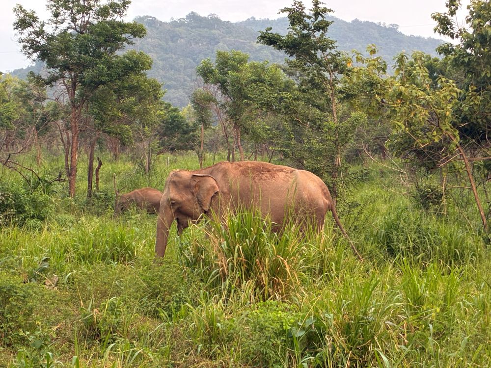 Hurulu Eco Park - elephants surrounded by jeeps and tourists
