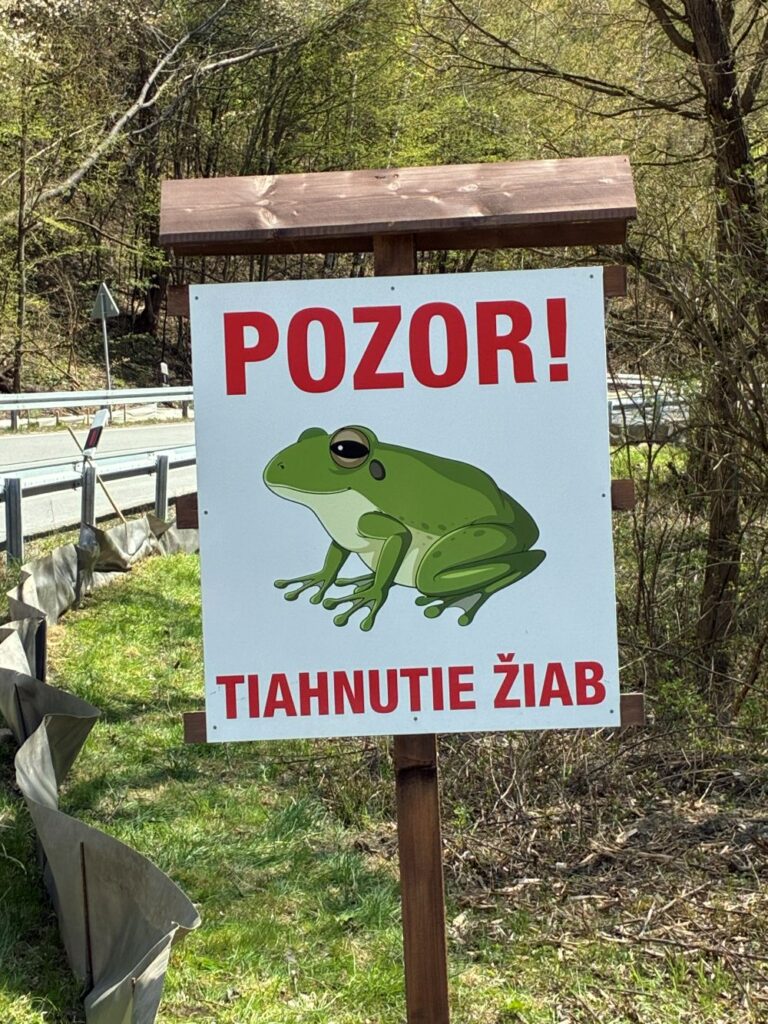 Real Celebrities: Volunteers Who Save Frogs During Their Migration Near Ružín